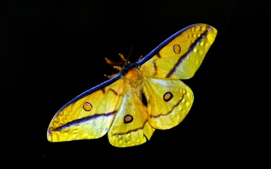The Meaning and Symbolism of the Yellow Butterfly in the Bible
